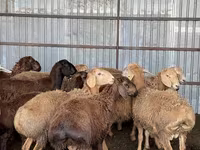 Խոյ, Arashan sheep — լուսանկար 8