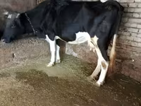 Bulle, Russian Black pied cattle — Foto 5