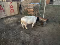 Խոյ, Dorper sheep — լուսանկար 2