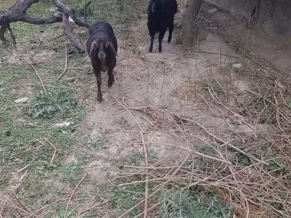 Խոյ, Ոչխարներ