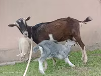 Էգ այծ, Alpine goat — լուսանկար 5
