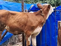Kuh, Simmental cattle — Foto 2