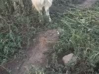 Էգ այծ, Saanen goat — լուսանկար 3