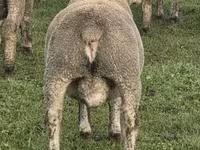 كبش, Ile-de-France sheep — الصورة 5