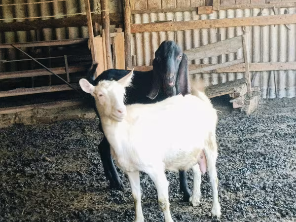 Արու այծ, Kamori goats
