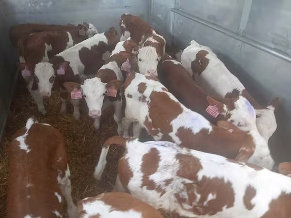 公牛, Simmental cattle