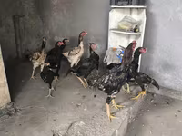 Chickens — Foto 3