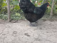 Australorp — foto 2