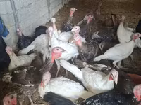 Turkeys — photo 2
