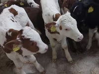 Ցուլ, Simmental cattle — լուսանկար 1