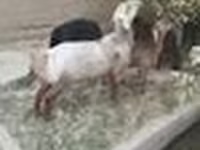 Widder, Edilbay sheep — Foto 8
