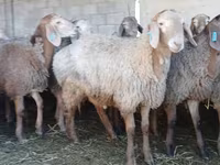 Widder, Arashan sheep — Foto 5