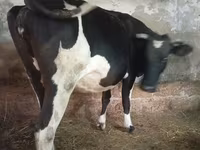 गाय, Russian Black pied cattle — फ़ोटो 1
