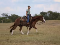 Hengst, Quarter Horse — Foto 4