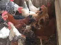 Chickens — Foto 1