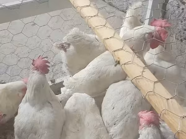 Chickens — Armenia