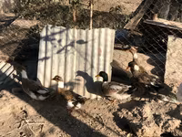Ducks — Foto 2