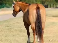 Stute, Quarter Horse — Foto 7