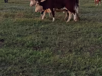 सांड, कजाख़स्तानी सफेद सिर वाली गाय — फ़ोटो 2