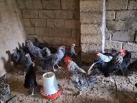 Chickens — الصورة 3