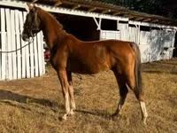 Бие, Dutch warmblood horse — 3-сурет