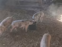 母猪, Pigs — 照片 1