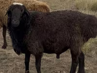 Ram, Kazakh fat-tailed coarsewool sheep — photo 1