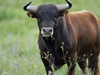公牛, Cattle — 照片 1