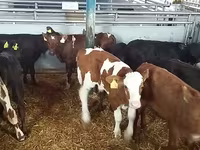 Bulle, Simmental cattle — Foto 3