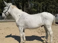 Hengst, Mule — Foto 2