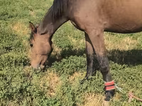 Էգ ձի, Friesian sport horse — լուսանկար 4