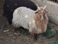 母羊, Racka sheep — 照片 5
