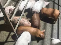 Säue, Schweine — Foto 1