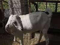 Էգ այծ, Beetal goats — լուսանկար 2