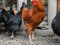 Chickens — photo 1