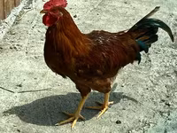Chickens — Foto 2