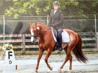Hengst, Quarter Horse — Foto 5