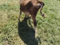 Bull, Cattle — photo 2