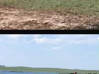 Бие, Horse breed — 1-сурет