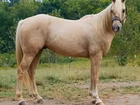 Ձի, Quarter Horse — լուսանկար 2