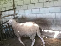 Widder, Lacaune sheep — Foto 4