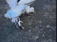 Brahma — Foto 2