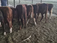 Bulle, Kasachische Weißkopfkuh — Foto 8