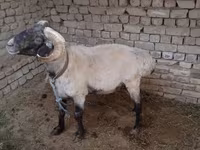 Խոյ, Ոչխարներ — լուսանկար 1