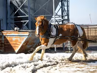 حصان, Pinto horses — الصورة 2