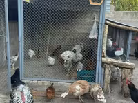 Chickens — photo 2