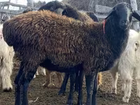 भेड़, Edilbay sheep — फ़ोटो 2
