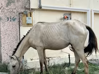Бие, Azerbaijan horse — 5-сурет
