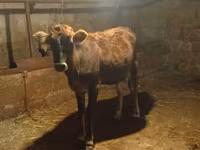 Vaca, Cebú de Azerbaiyán — foto 6