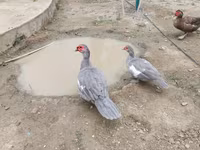 मुलार्ड — फ़ोटो 8